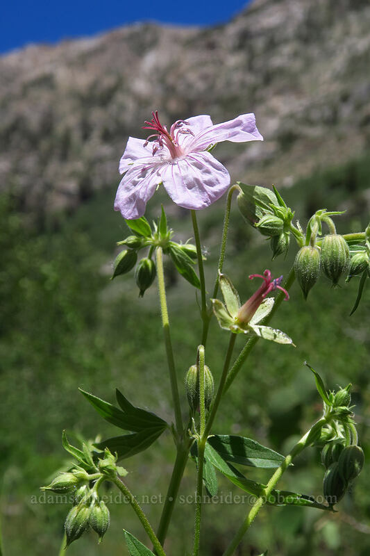 Richardson's geranium (Geranium richardsonii) [Lamoille Canyon Road, Humboldt-Toiyabe National Forest, Elko County, Nevada]