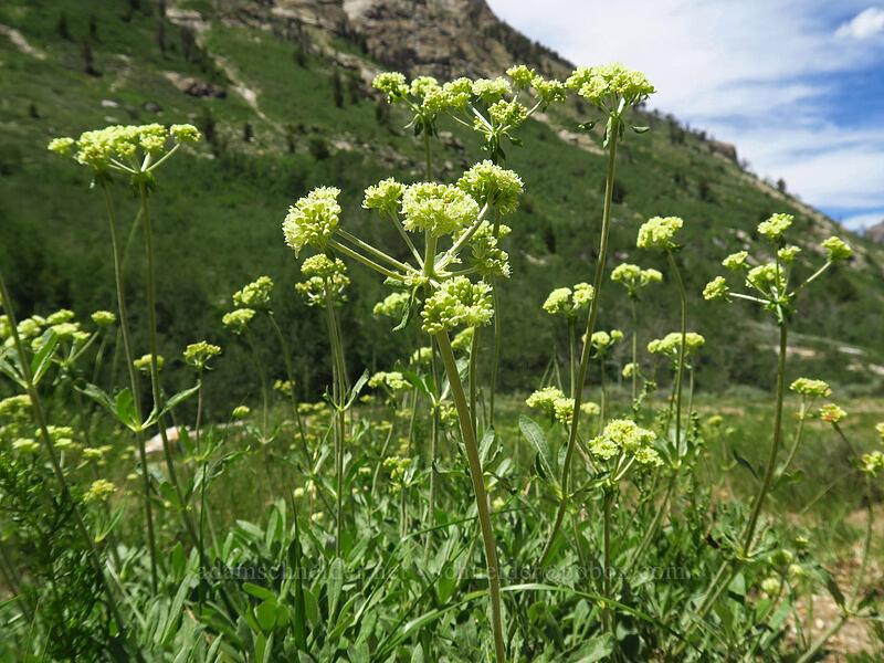 parsnip-flower buckwheat (Eriogonum heracleoides) [Lamoille Canyon Road, Humboldt-Toiyabe National Forest, Elko County, Nevada]