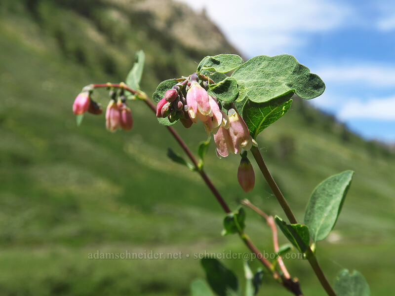 mountain snowberry flowers (Symphoricarpos oreophilus (Symphoricarpos rotundifolius)) [Lamoille Canyon Road, Humboldt-Toiyabe National Forest, Elko County, Nevada]
