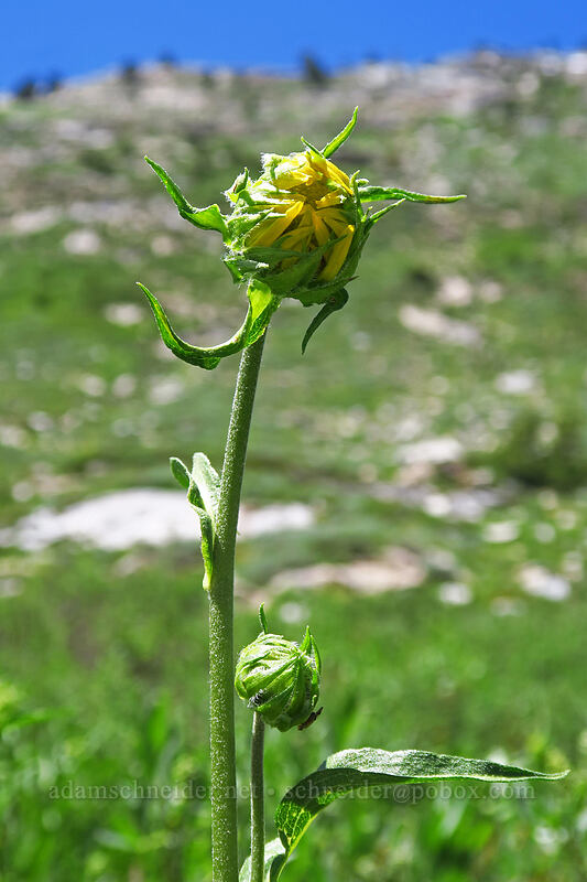 sunflower (Helianthella sp.) [Island Lake Trail, Humboldt-Toiyabe National Forest, Elko County, Nevada]