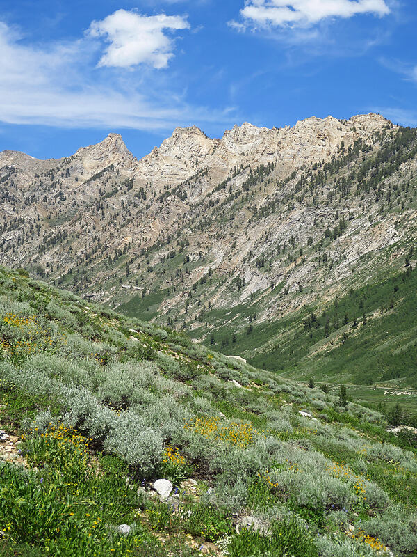 Verdi Peak & wildflowers [Island Lake Trail, Humboldt-Toiyabe National Forest, Elko County, Nevada]