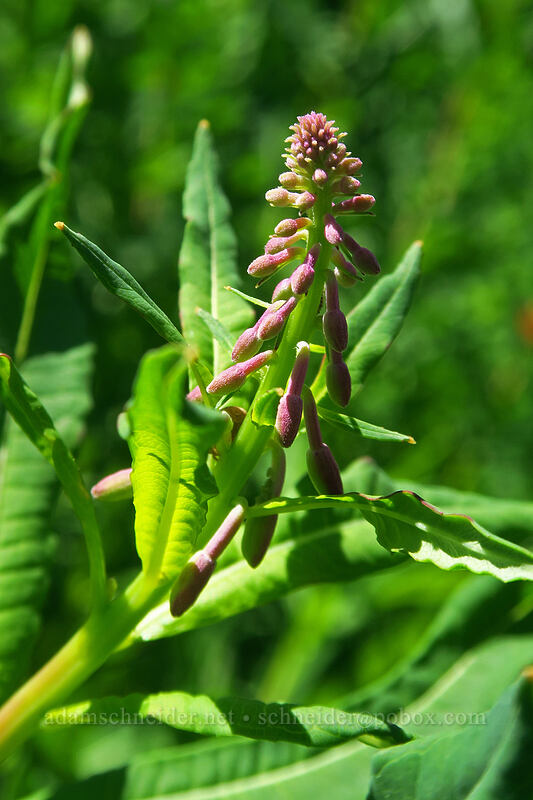 fireweed, budding (Chamerion angustifolium (Chamaenerion angustifolium) (Epilobium angustifolium)) [Island Lake Trail, Humboldt-Toiyabe National Forest, Elko County, Nevada]
