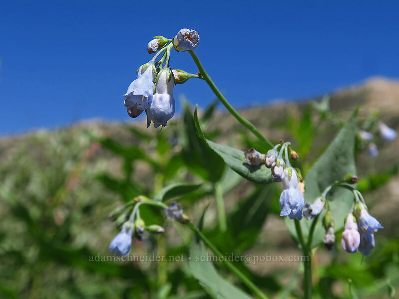 bluebells (Mertensia ciliata) [Island Lake Trail, Humboldt-Toiyabe National Forest, Elko County, Nevada]