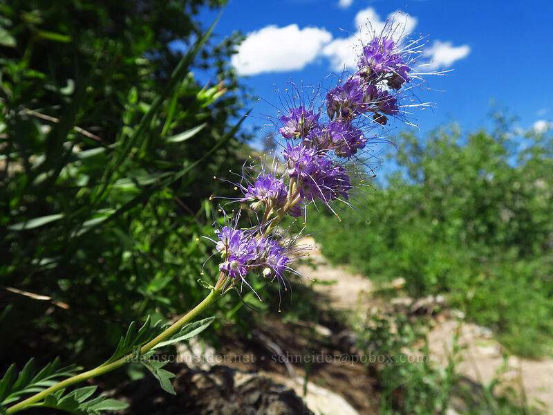 silky phacelia (Phacelia sericea) [Island Lake Trail, Humboldt-Toiyabe National Forest, Elko County, Nevada]