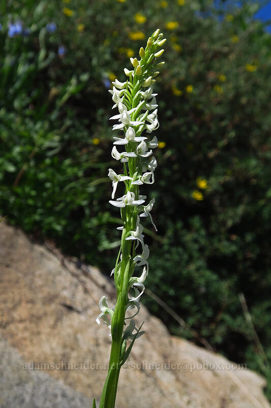 white bog orchid (Platanthera dilatata var. leucostachys (Habenaria leucostachys)) [Island Lake Trail, Humboldt-Toiyabe National Forest, Elko County, Nevada]