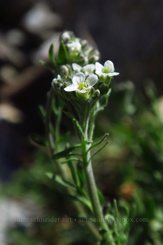 alpine smelowskia (Smelowskia americana (Smelowskia calycina var. americana)) [Island Lake, Humboldt-Toiyabe National Forest, Elko County, Nevada]