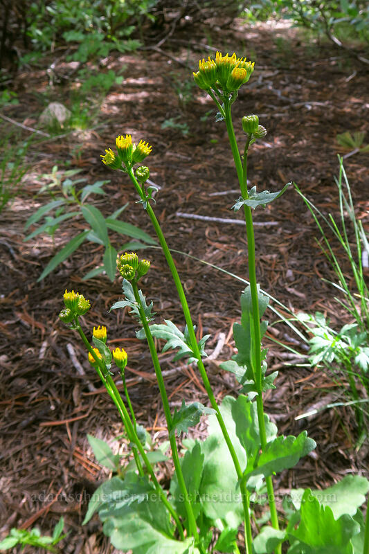 Rocky Mountain groundsel (Packera streptanthifolia (Senecio streptanthifolius)) [Island Lake Trail, Humboldt-Toiyabe National Forest, Elko County, Nevada]