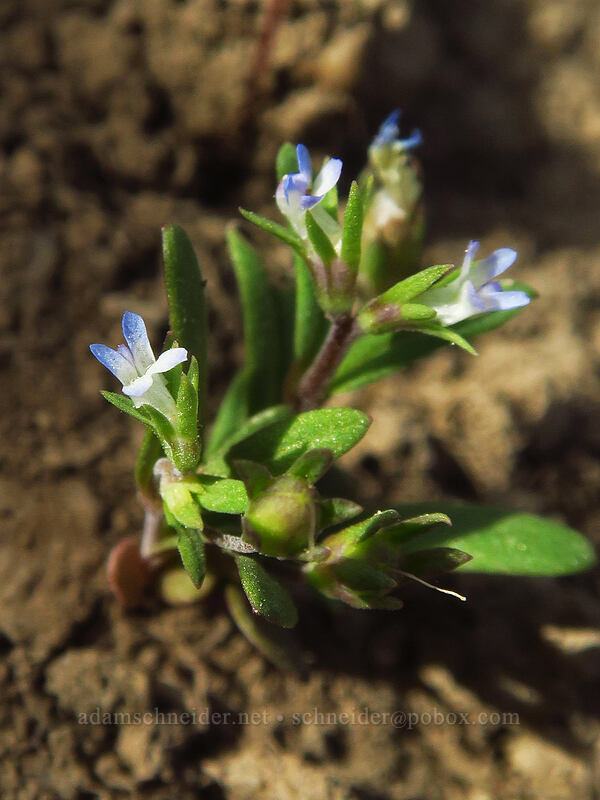small-flowered blue-eyed-Mary (Collinsia parviflora) [Island Lake Trail, Humboldt-Toiyabe National Forest, Elko County, Nevada]