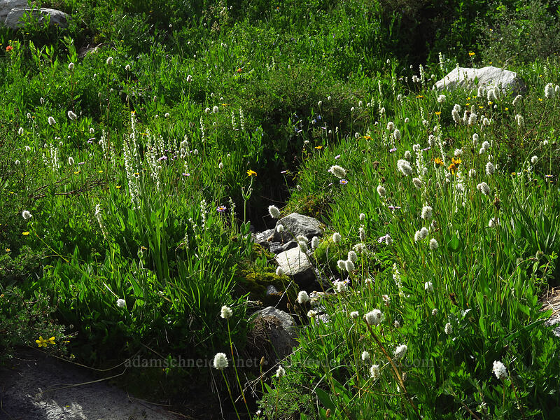 wildflowers at a seep [Island Lake Trail, Humboldt-Toiyabe National Forest, Elko County, Nevada]