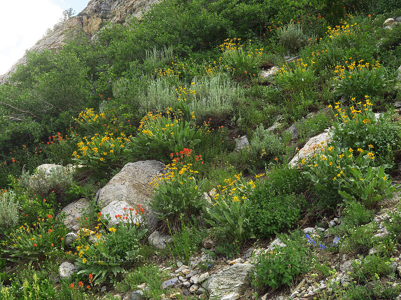 wildflowers [Island Lake Trail, Humboldt-Toiyabe National Forest, Elko County, Nevada]
