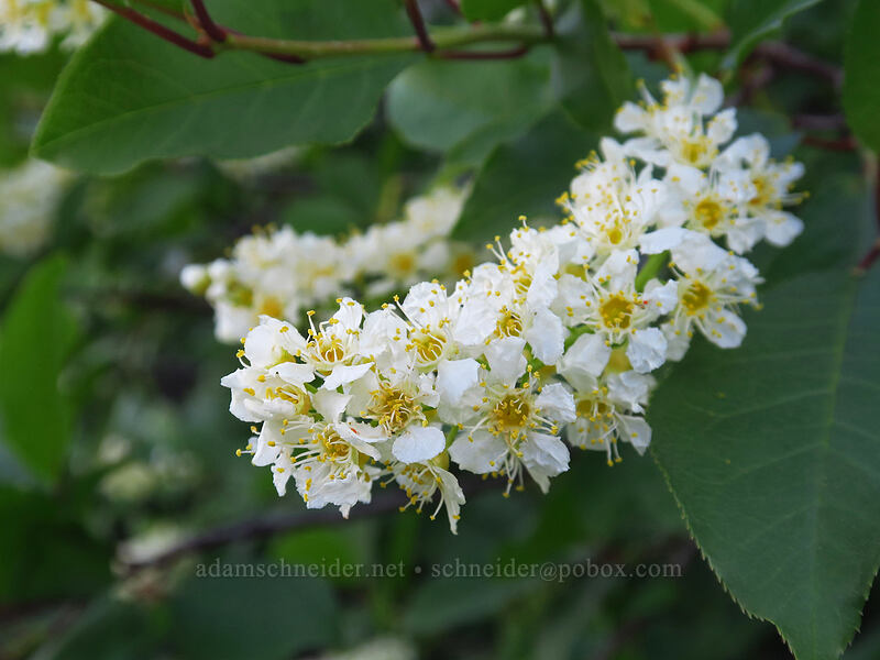 chokecherry flowers (Prunus virginiana) [Island Lake Trail, Humboldt-Toiyabe National Forest, Elko County, Nevada]