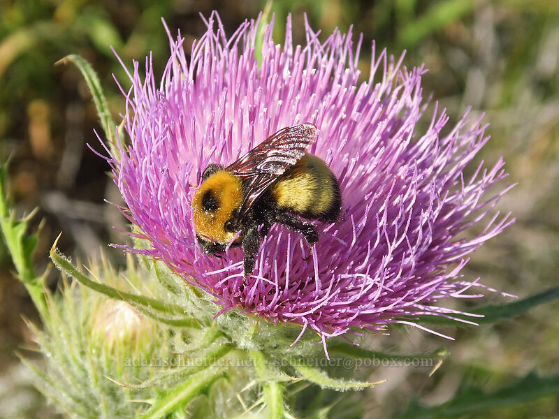 bumblebee on Steens Mountain thistle (Bombus sp., Cirsium eatonii var. peckii (Cirsium peckii)) [North Loop Road, Steens Mountain, Harney County, Oregon]