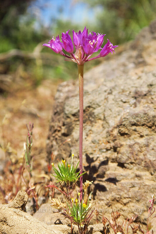 taper-tip onion (Allium acuminatum) [North Loop Road, Steens Mountain, Harney County, Oregon]