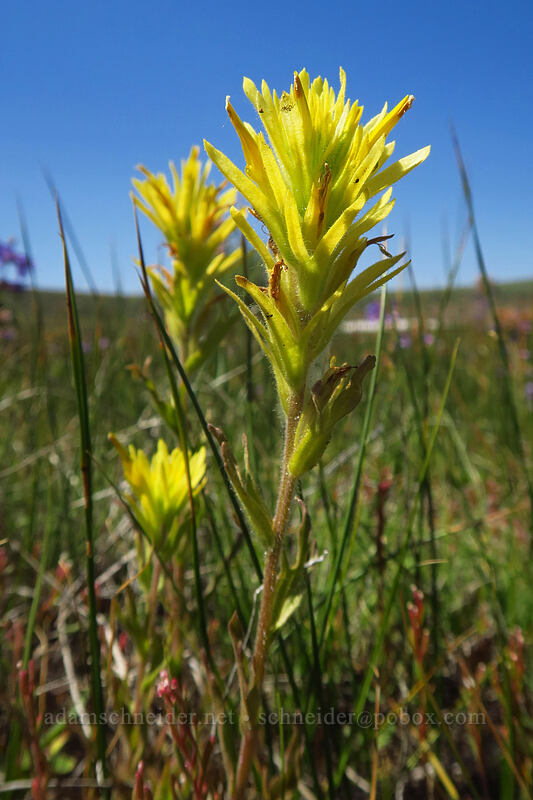 yellow paintbrush (Castilleja applegatei ssp. pinetorum) [Honeymoon Lake, Steens Mountain, Harney County, Oregon]