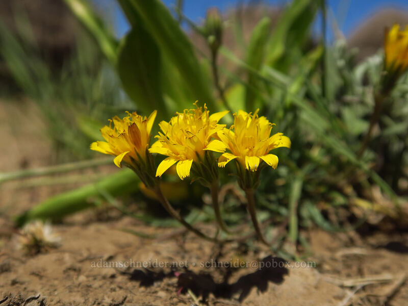 sagebrush agoseris (Agoseris parviflora) [Wet Blanket Trail, Steens Mountain, Harney County, Oregon]