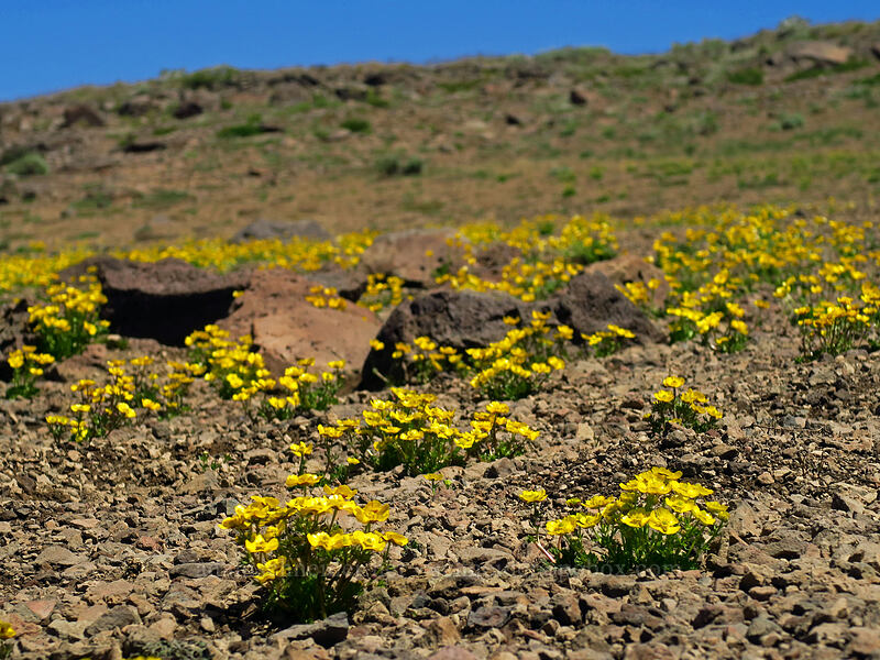 snow buttercups (Ranunculus eschscholtzii var. trisectus) [North Loop Road, Steens Mountain, Harney County, Oregon]
