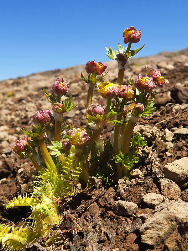 snow buttercups, emerging (Ranunculus eschscholtzii var. trisectus) [North Loop Road, Steens Mountain, Harney County, Oregon]