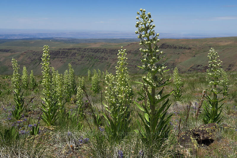 monument plants (Frasera speciosa) [North Loop Road, Steens Mountain, Harney County, Oregon]