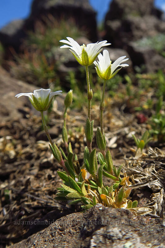 alpine chickweed (Cerastium beeringianum) [Wildhorse Lake Trail, Steens Mountain, Harney County, Oregon]