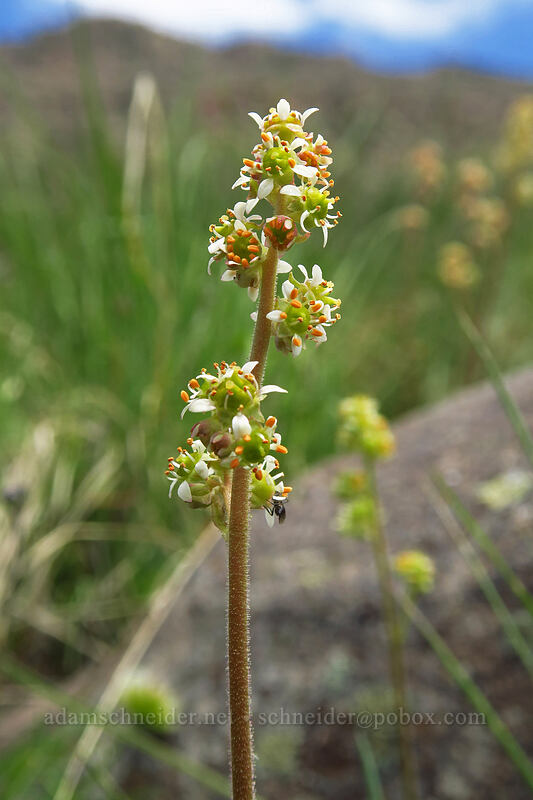 swamp saxifrage (nesting saxifrage) (Micranthes nidifica (Saxifraga nidifica)) [Wildhorse Lake Trail, Steens Mountain, Harney County, Oregon]