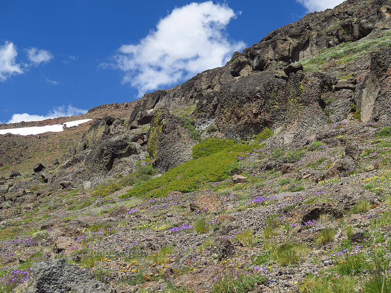 wildflowers & cliffs [Wildhorse Lake Trail, Steens Mountain, Harney County, Oregon]