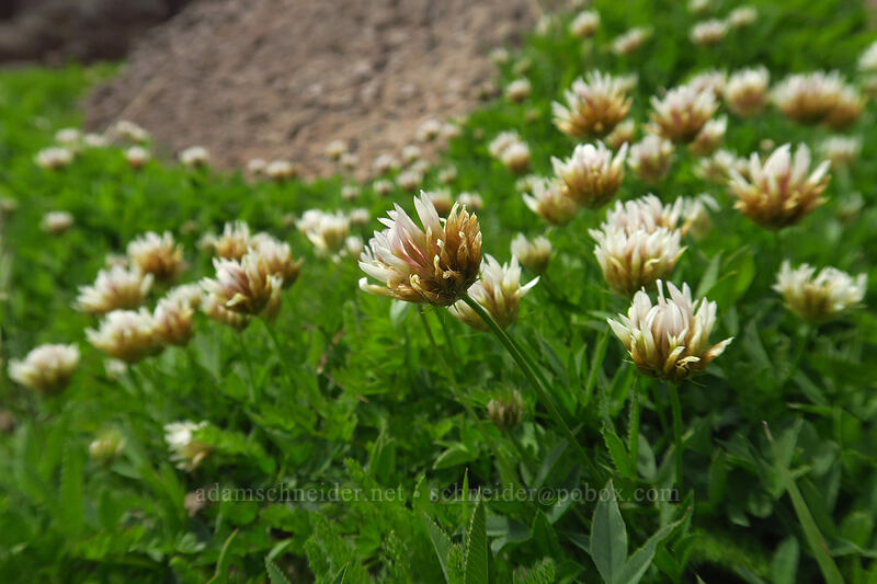 long-stalked clover (Trifolium longipes) [Wildhorse Lake Trail, Steens Mountain, Harney County, Oregon]