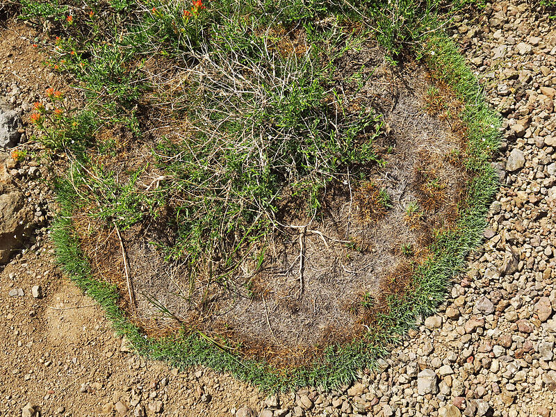 prickly sandwort ring (Eremogone aculeata (Arenaria aculeata)) [Wildhorse Lake Trail, Steens Mountain, Harney County, Oregon]
