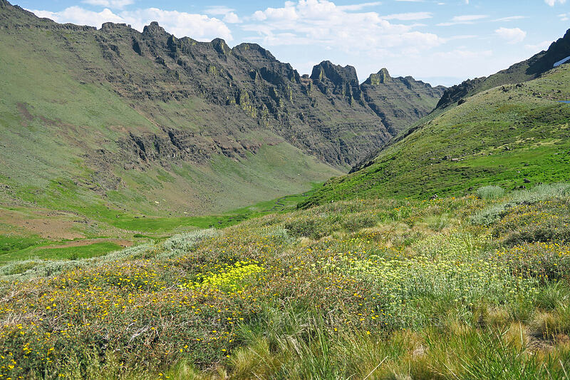 wildflowers & Wildhorse Canyon [Wildhorse Lake Trail, Steens Mountain, Harney County, Oregon]