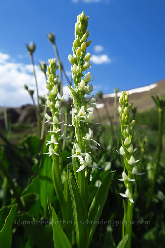 Sierra bog orchid (Platanthera dilatata var. leucostachys (Platanthera leucostachys)) [Wildhorse Lake Trail, Steens Mountain, Harney County, Oregon]