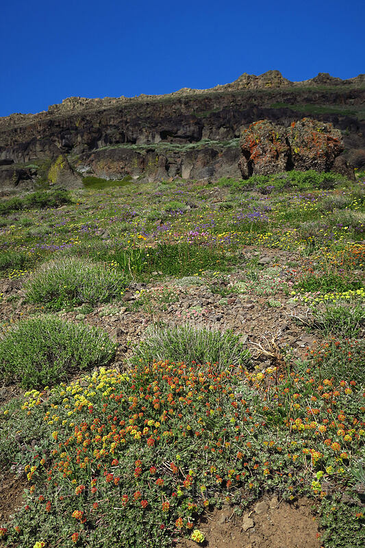 wildflowers [Wildhorse Lake Trail, Steens Mountain, Harney County, Oregon]
