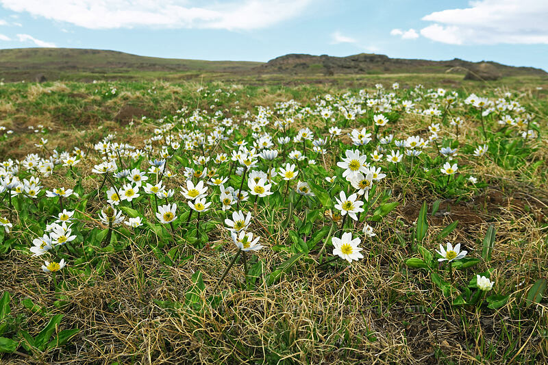 white marsh-marigolds (Caltha leptosepala var. leptosepala) [South Loop Road, Steens Mountain, Harney County, Oregon]