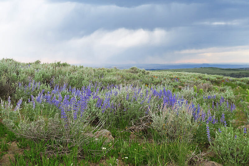 lupines & rain clouds (Lupinus sp.) [South Loop Road, Steens Mountain, Harney County, Oregon]