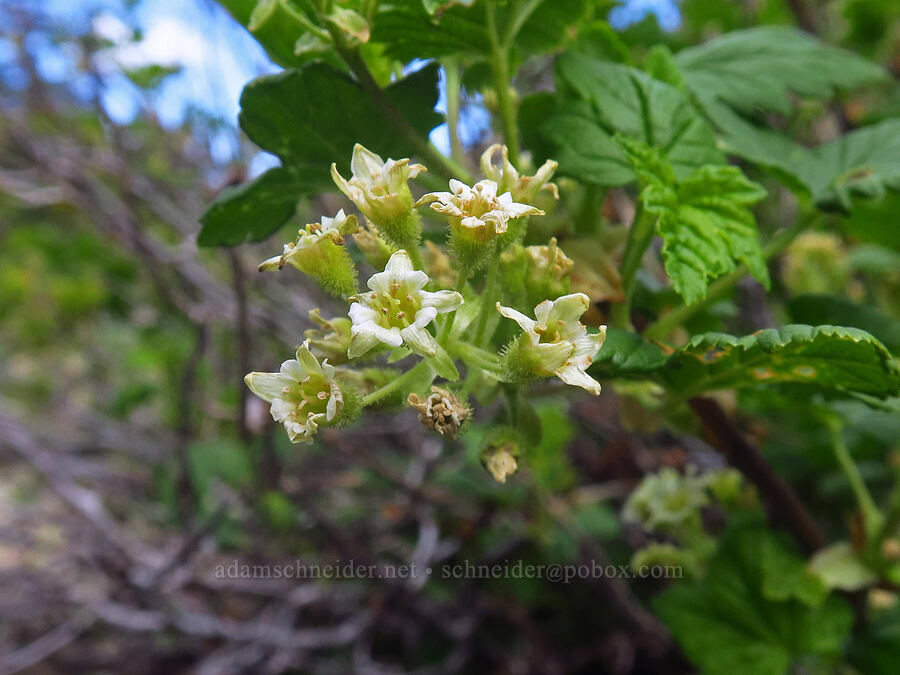 Wolf's currant flowers (Ribes wolfii) [Sharkstooth Trail, San Juan National Forest, Montezuma County, Colorado]