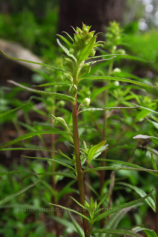 sickle-top lousewort, budding (Pedicularis racemosa) [Sharkstooth Trail, San Juan National Forest, Montezuma County, Colorado]