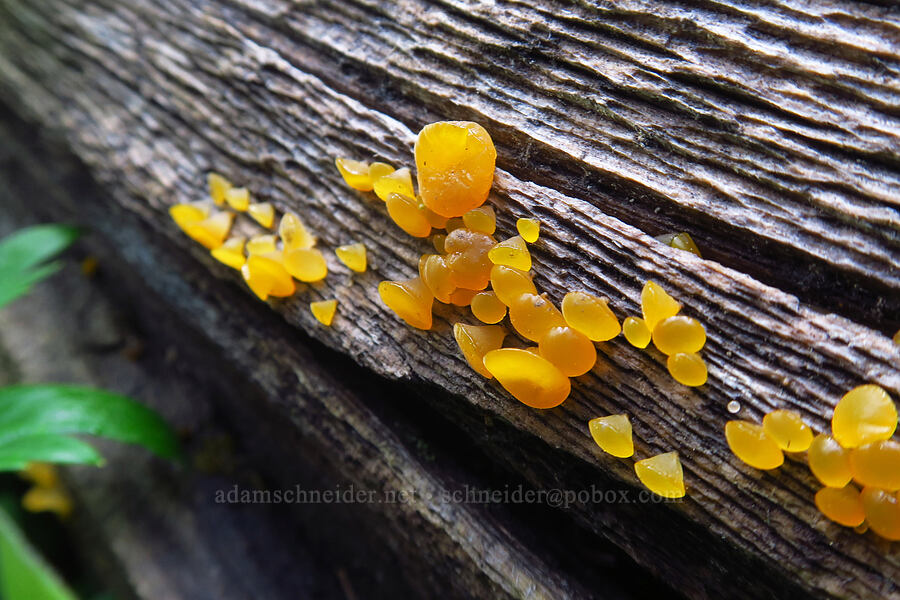 alpine jelly cone fungus (Guepiniopsis alpina (Heterotextus alpinus)) [Sharkstooth Trail, San Juan National Forest, Montezuma County, Colorado]