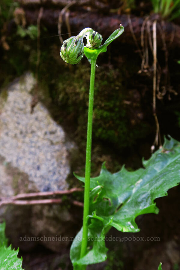 ragwort (which species?) (Senecio sp.) [Sharkstooth Trail, San Juan National Forest, Montezuma County, Colorado]