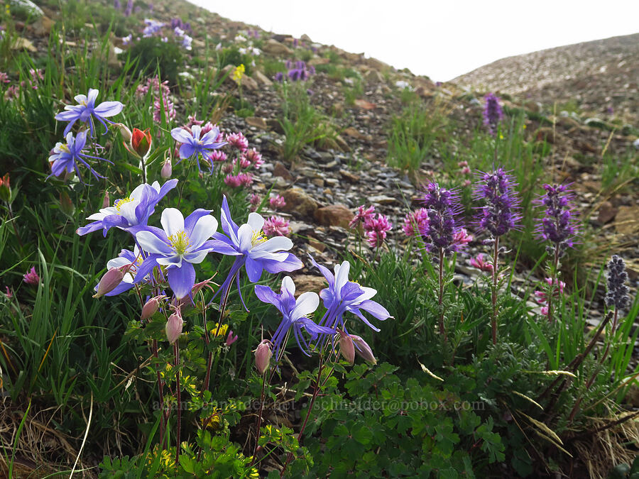 wildflowers (Aquilegia coerulea, Trifolium attenuatum, Phacelia sericea, Castilleja sp.) [Sharkstooth Trail, San Juan National Forest, Montezuma County, Colorado]
