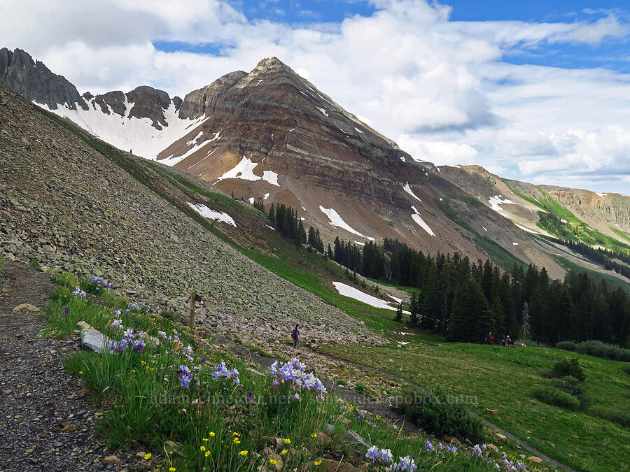Hesperus Mountain & wildflowers [Sharkstooth Trail, San Juan National Forest, Montezuma County, Colorado]