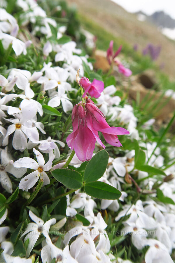 Brandegee's clover & phlox (Trifolium brandegeei, Phlox sp.) [Sharkstooth Trail, San Juan National Forest, Montezuma County, Colorado]