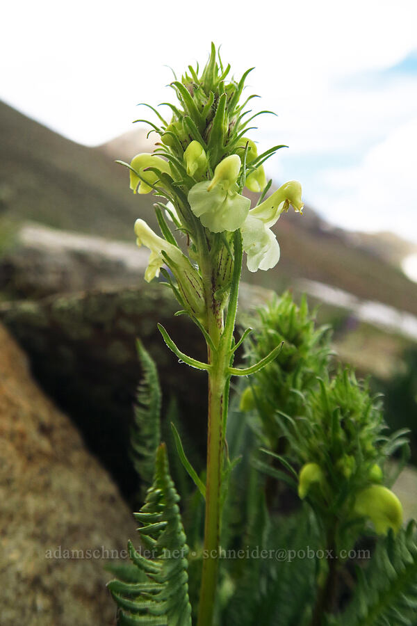 Parry's lousewort (Pedicularis parryi) [Sharkstooth Trail, San Juan National Forest, Montezuma County, Colorado]