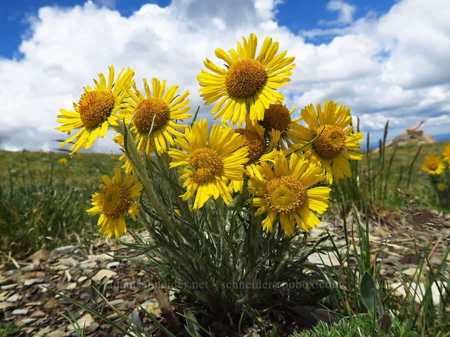alpine sunflower (old-man-of-the-mountain) (Hymenoxys grandiflora (Tetraneuris grandiflora)) [Sharkstooth Pass, San Juan National Forest, Montezuma County, Colorado]