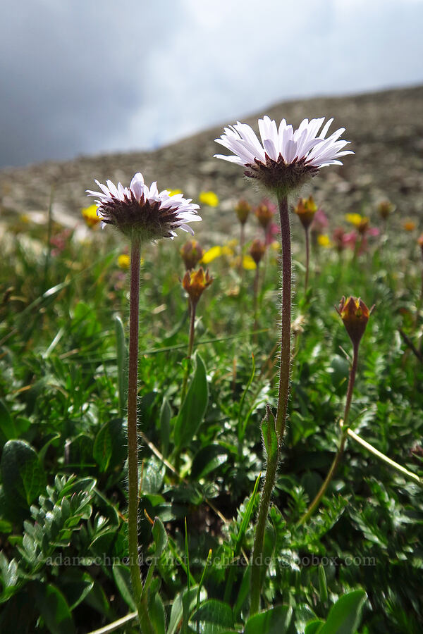 Rocky Mountain alpine daisy (large-flower fleabane) (Erigeron grandiflorus (Erigeron simplex)) [Sharkstooth Trail, San Juan National Forest, Montezuma County, Colorado]