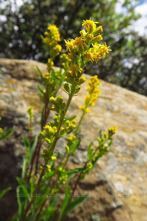 sticky goldenrod (Solidago simplex) [West Mancos Overlook, San Juan National Forest, Montezuma County, Colorado]