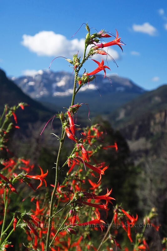 scarlet gilia (Ipomopsis aggregata) [Gold Point, Uncompaghre National Forest, San Miguel County, Colorado]