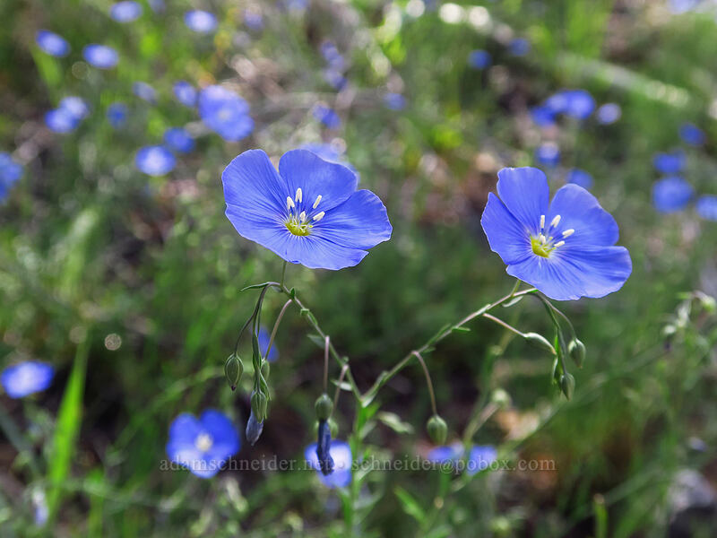 blue flax (Linum lewisii) [Black Bear Pass Road, Telluride, San Miguel County, Colorado]