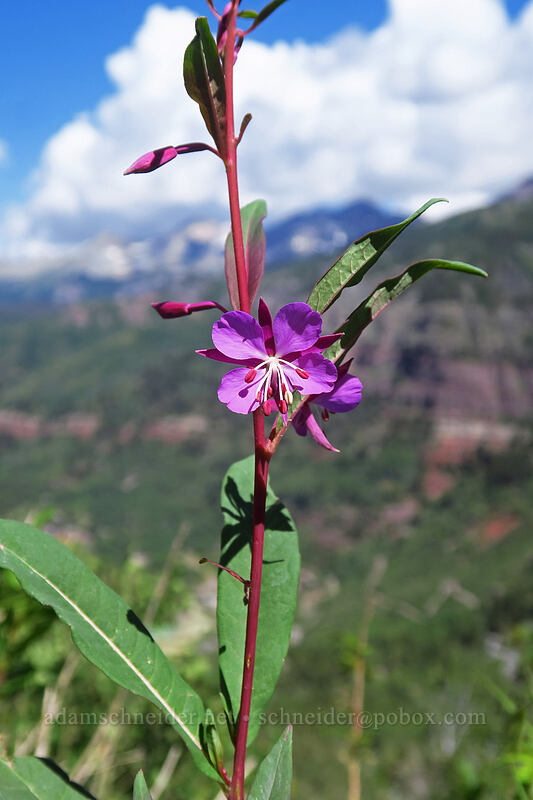 fireweed (Chamerion angustifolium (Chamaenerion angustifolium) (Epilobium angustifolium)) [Black Bear Pass Road, Telluride, San Miguel County, Colorado]