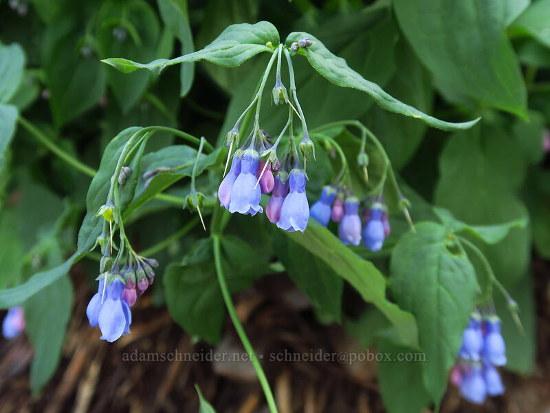 fringed bluebells (Mertensia ciliata) [Bridal Veil Trail, Uncompaghre National Forest, San Miguel County, Colorado]