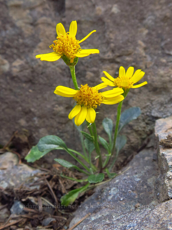 Werner's groundsel (Packera werneriifolia (Senecio werneriifolius)) [Bridal Veil Trail, Uncompaghre National Forest, San Miguel County, Colorado]