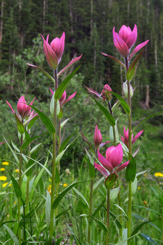 rosy paintbrush (Castilleja rhexiifolia) [Bridal Veil Trail, Uncompaghre National Forest, San Miguel County, Colorado]
