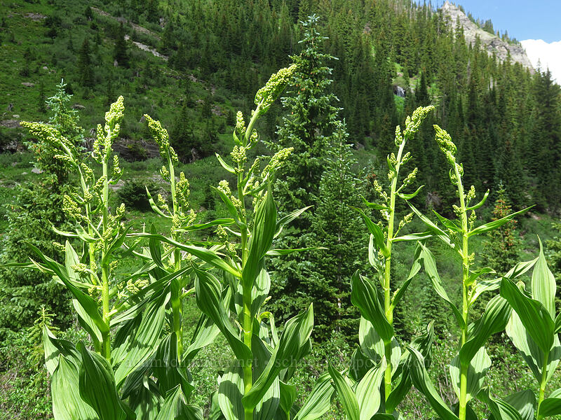 corn lily, budding (Veratrum californicum) [Bridal Veil Trail, Uncompaghre National Forest, San Miguel County, Colorado]